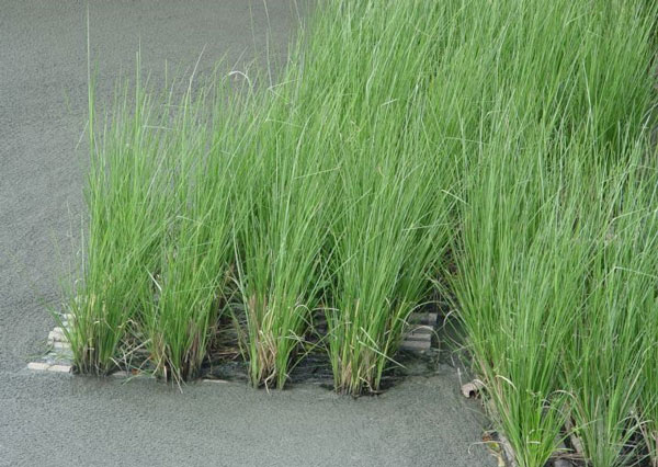 Using Vertiver grass to effectively treat wastewater
