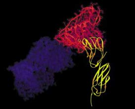 Using viruses that cause AIDS ... fight AIDS