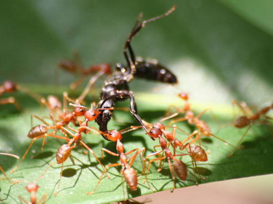 Using weaver ants Oecophylla controls pests and diseases
