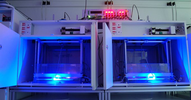 UV rays kill cancer cells in mice