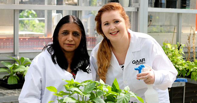 'Vaccinate' plants to fight pests and diseases