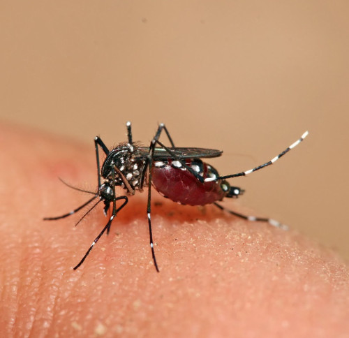 'Vaccination for mosquitoes': Strange application in the prevention of dengue fever