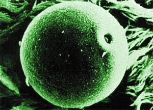 Vaccine against hayfever in tablet form