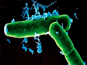 Vaccines against anthrax