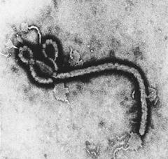 Vaccines prevent Ebola virus