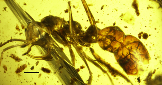'Vampire' ants 98 million years die hard in the amber block
