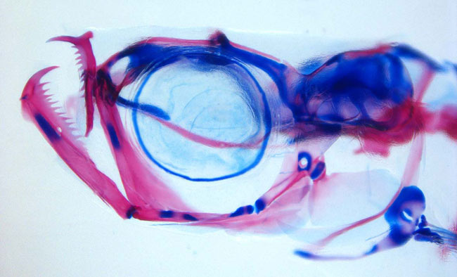 'Vampire fish' has fake fangs