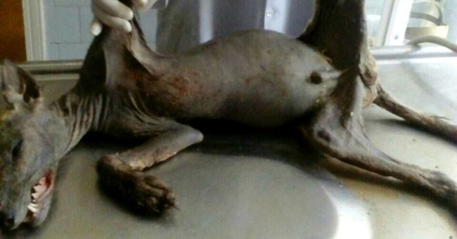 Vampire monsters specializing in sucking blood are captured