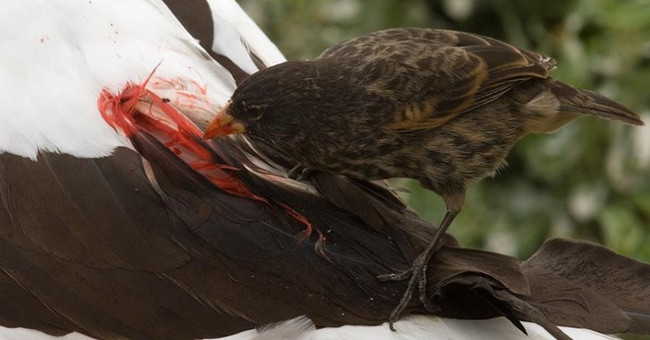 Vampires in the animal world