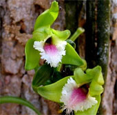 Vanilla orchid beauty in Khanh Hoa