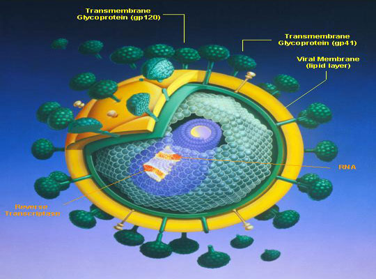 Variation in proteins helps to resist HIV attacks