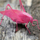 Variety of animals that we know little about