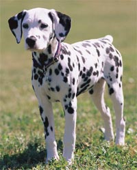 Variety of dogs