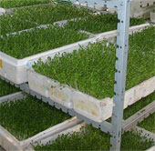 Vegetable cultivation on the roof won the international science gold medal