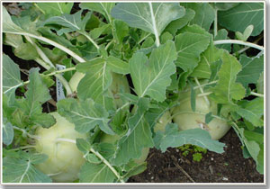 Vegetable production technology does not need soil