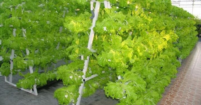 Vegetable-free vegetable plant in China