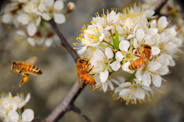 Velcro on the petals helps the bee cling