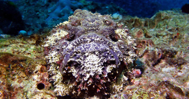 Venom can be fatal for demonic-faced fish