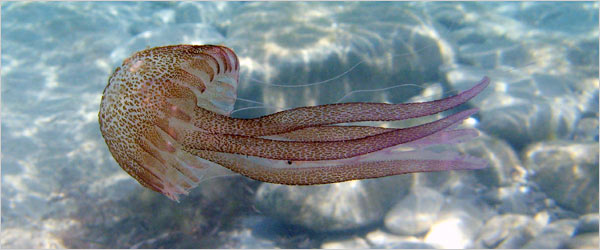 Venom-containing tentacles refer to the decline of the sea