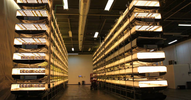 Vertical farms provide 900 tons of fresh vegetables to the US every year