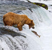 Very funny pictures of gray bears hunting salmon on the waterfall