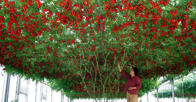 'Very good' tomato varieties produce tens of thousands of fruit per tree