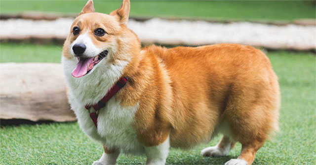 Very interesting information about Corgi dogs that you cannot ignore