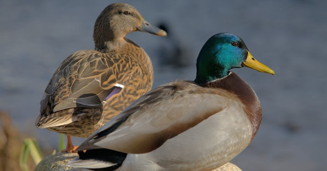 Very interesting surprises about blue-necked ducks
