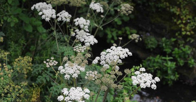 Very poisonous grass spread like wildfire