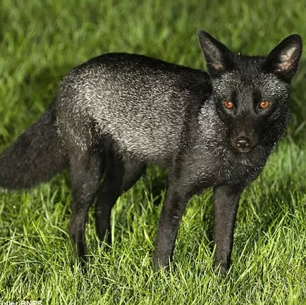 Very rare bad luck black fox found in England