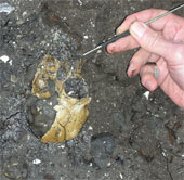 Very rare fossils of gibbons