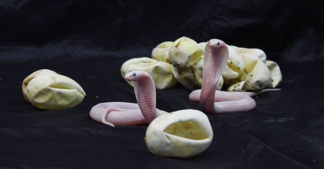 Very rare photos: The newly hatched white cobra