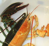 Very rare two-color lobster
