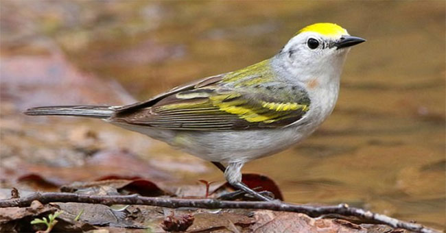 Very rare warblers are hybrids of three species in the United States