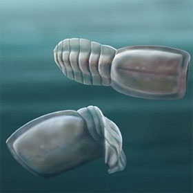 Vetulicolian - Strange creatures have distant relatives with humans