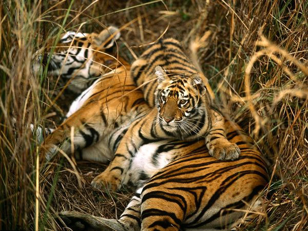 Viagra can save tigers from extinction?