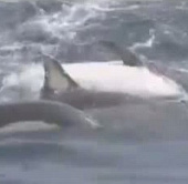 Video: 12 dolphins make friends to save the same kind