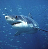 Video: 15,000 sharks on Florida waters