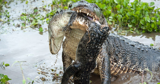Video: 4m long crocodile devoured its kind