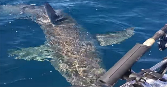 Video: 4m long shark angry at fishing boat engine