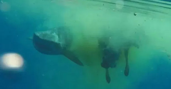 Video: 5m long tiger shark tearing the dead cow in the sea