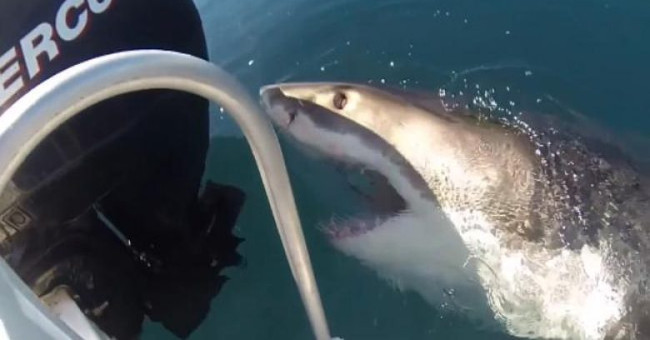 Video: 6 meters long white shark approaching the fishing boat on the Australian sea