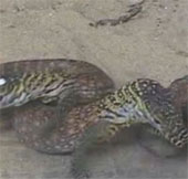 Video: 7 Komodo dragons rarely born in Indonesia