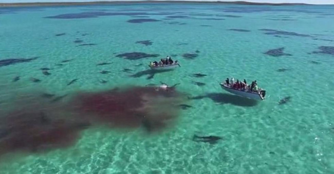 Video: 70 sharks and ripped giant whales in Australia