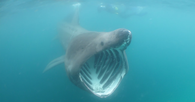 Video: 7m long shark swimming close to canoeing tourists