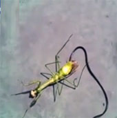 Video: A close-up of a parasitic monster