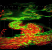 Video: A close-up of life inside the fetus