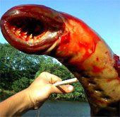Video: A close-up of terrifying sea monsters