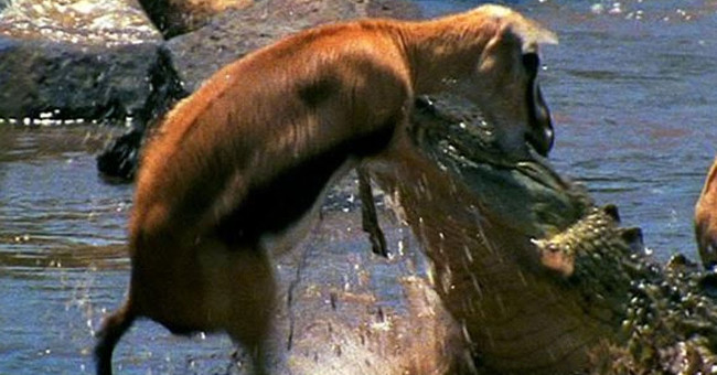 Video: A close-up of the giant princess crocodile