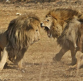 Video: A close-up of the horrifying battle of lions